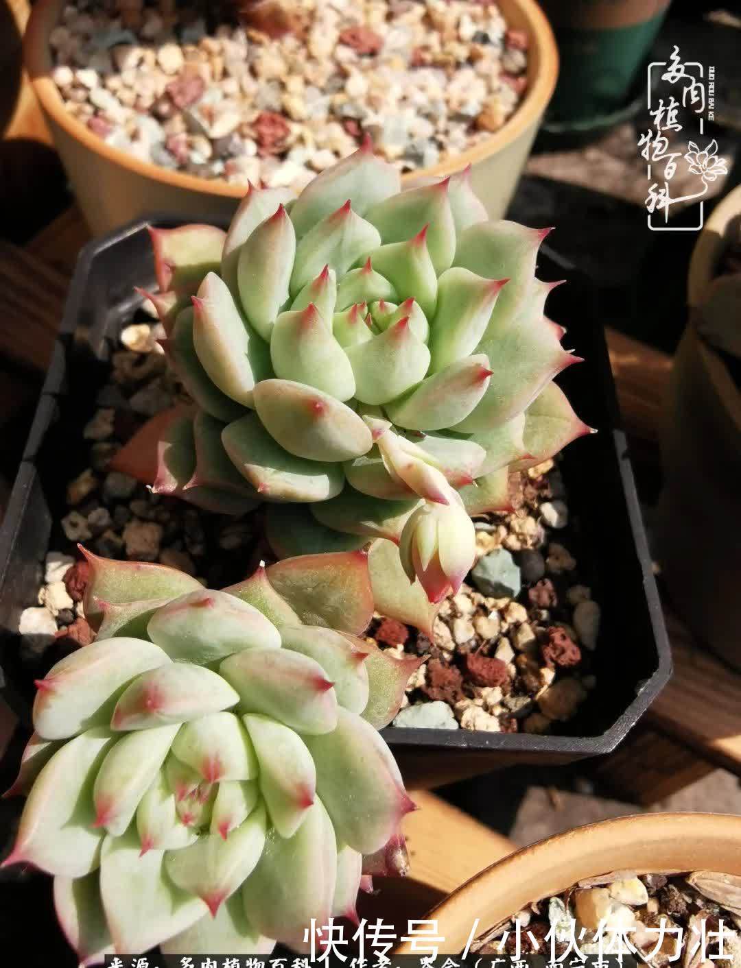 锦晃星|时光不再,人心在,多肉在!