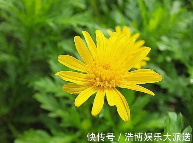 常春藤|喜欢玫瑰，不妨试试“菊中精品”情人菊，似娇艳情人，满满爱意