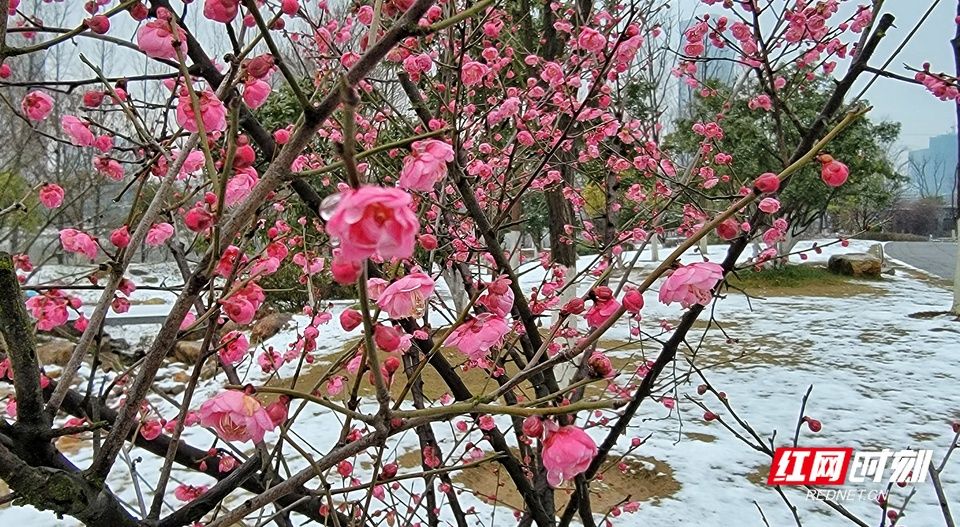 东洲|【图】湖南衡阳：银装素裹 如画东洲