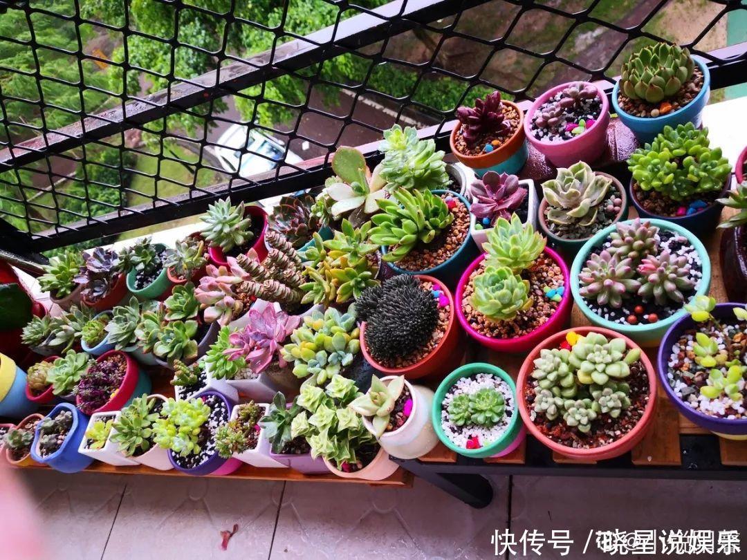 秋天买多肉,认准这点,长得胖嘟嘟窜出一圈小芽!