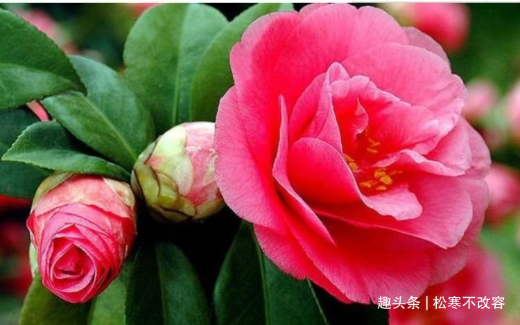 花卉|居家就养此款花卉，要型有型，要香有香，花开富贵、吉祥又喜庆