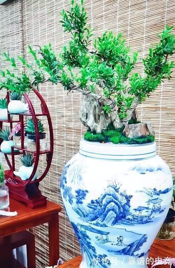 土培|黄杨木盆景——花友们的心头宝