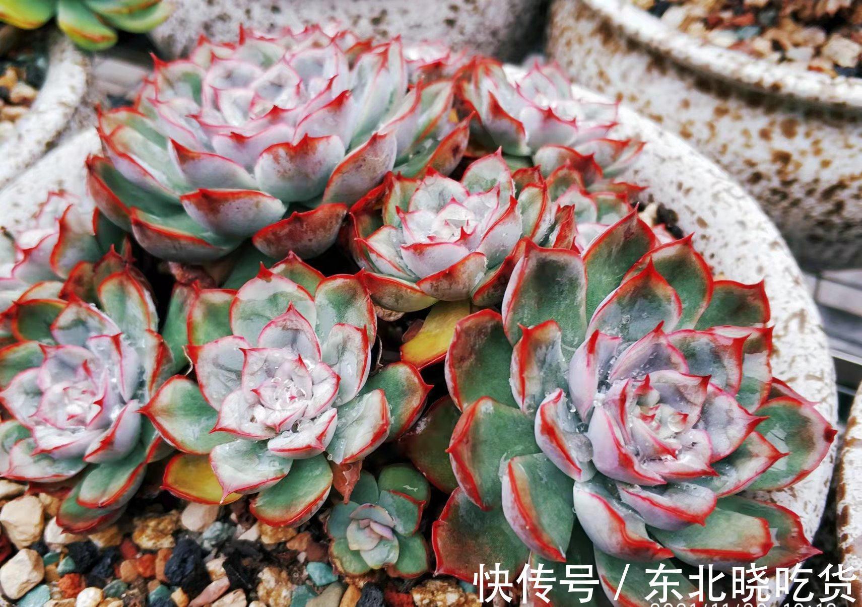 别人的多肉越养越美,你的却越养越丑?8年肉友告诉你是什么原因