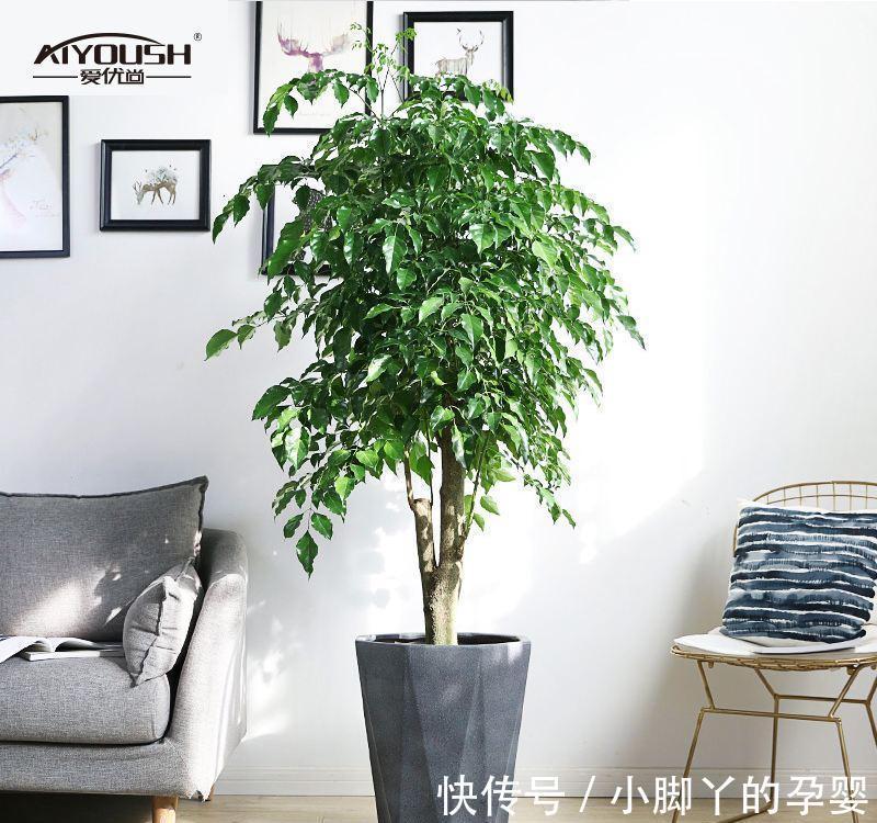 客厅见树,家兴人旺!6种吉利树,好养寓意好,还能养身体