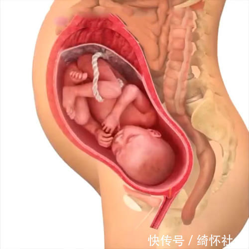 发育|孕期40周胎儿生长发育组图,胎儿是这样一天天长大的