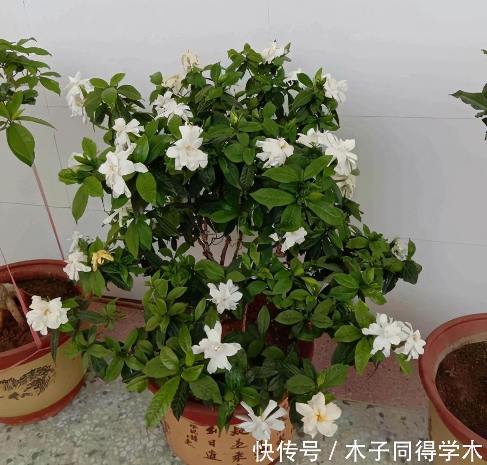 花朵|夏季养栀子花,做好3点,不黄叶不掉苞,花朵大又芳香