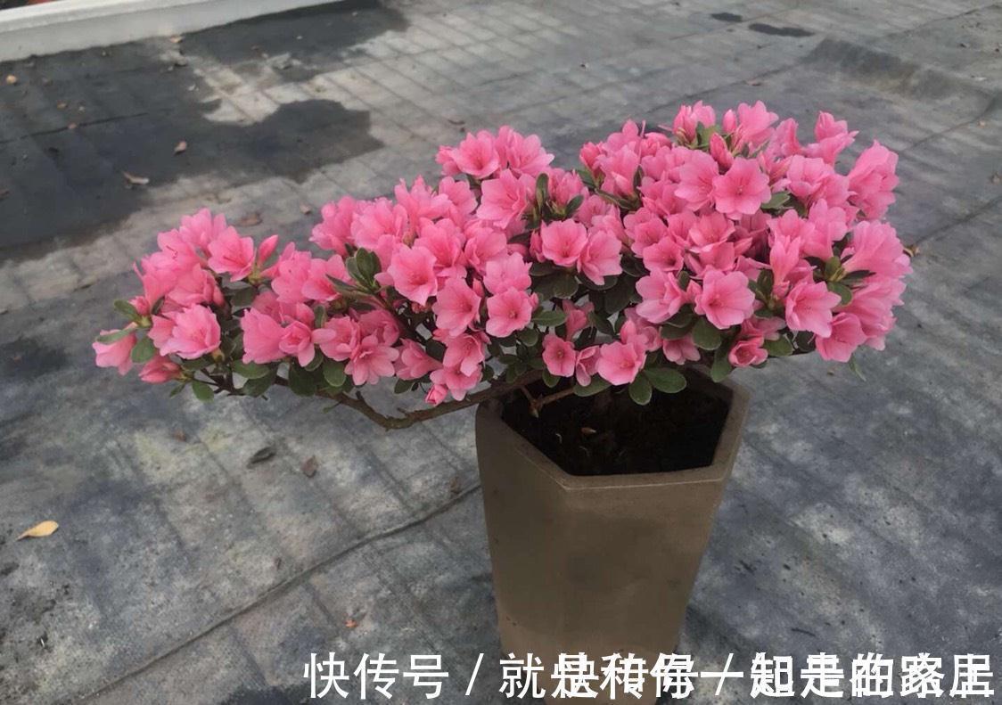 幸福树幸福树|喜欢养花,盆栽这6种植物得先“摸底”,弄清楚它们喜欢什么