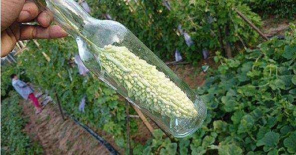 大妈把苦瓜套上玻璃瓶,被邻居们嘲笑,结果几个月后让人羡慕