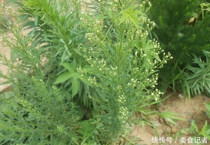 一枝蒿|长在田间地头的野草，被农民当害草，治牛皮癣有奇效，大家认识吗