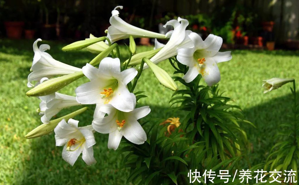 光棍树|记住这5种花的花语,光棍节更容易脱单,送花也不会迷惘