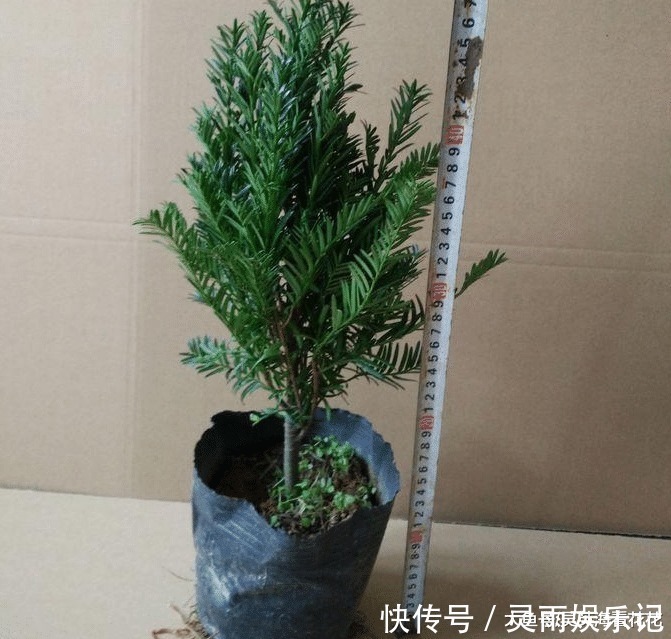 观赏|六种“冻不死”植物,沾土既活,放在家里满屋香!身体还会更健康