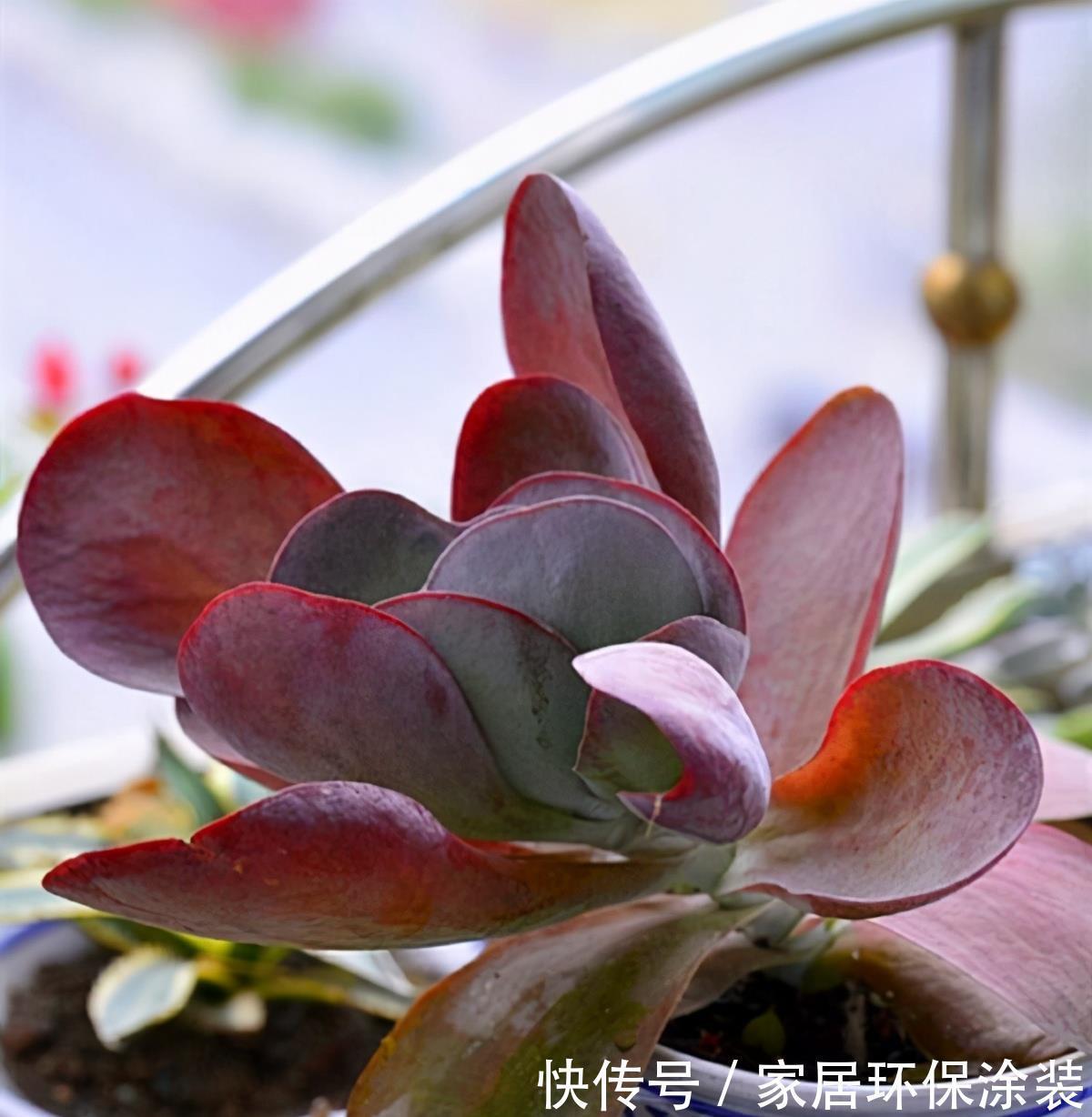 妙招|多肉唐印的变红小妙招,颜色鲜艳的秘密,分享给你