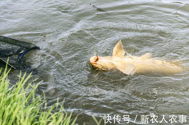 广东一男子野钓用螺蛳打窝，钓获180斤的“青鱼王”，用锄头刮鳞