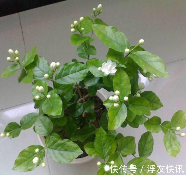 茉莉花最爱3种“肥料”,家中就有,浇一点,花大芳香、开爆盆!