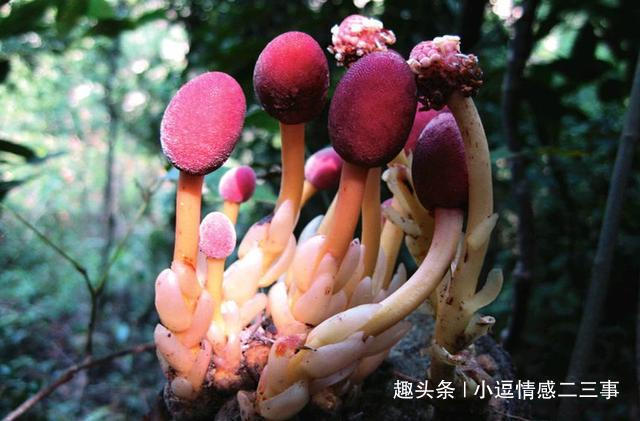 钟馗|此物长于深山中,俗称“钟馗判官笔”,长相难看,但异常珍贵