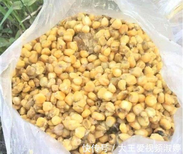 玉米|夏天钓草鱼，掌握简单几点，新手一样连竿