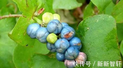 杠板|一味草药，是治皮杀手锏，湿疹、荨麻疹、带状疱疹，它都能通治