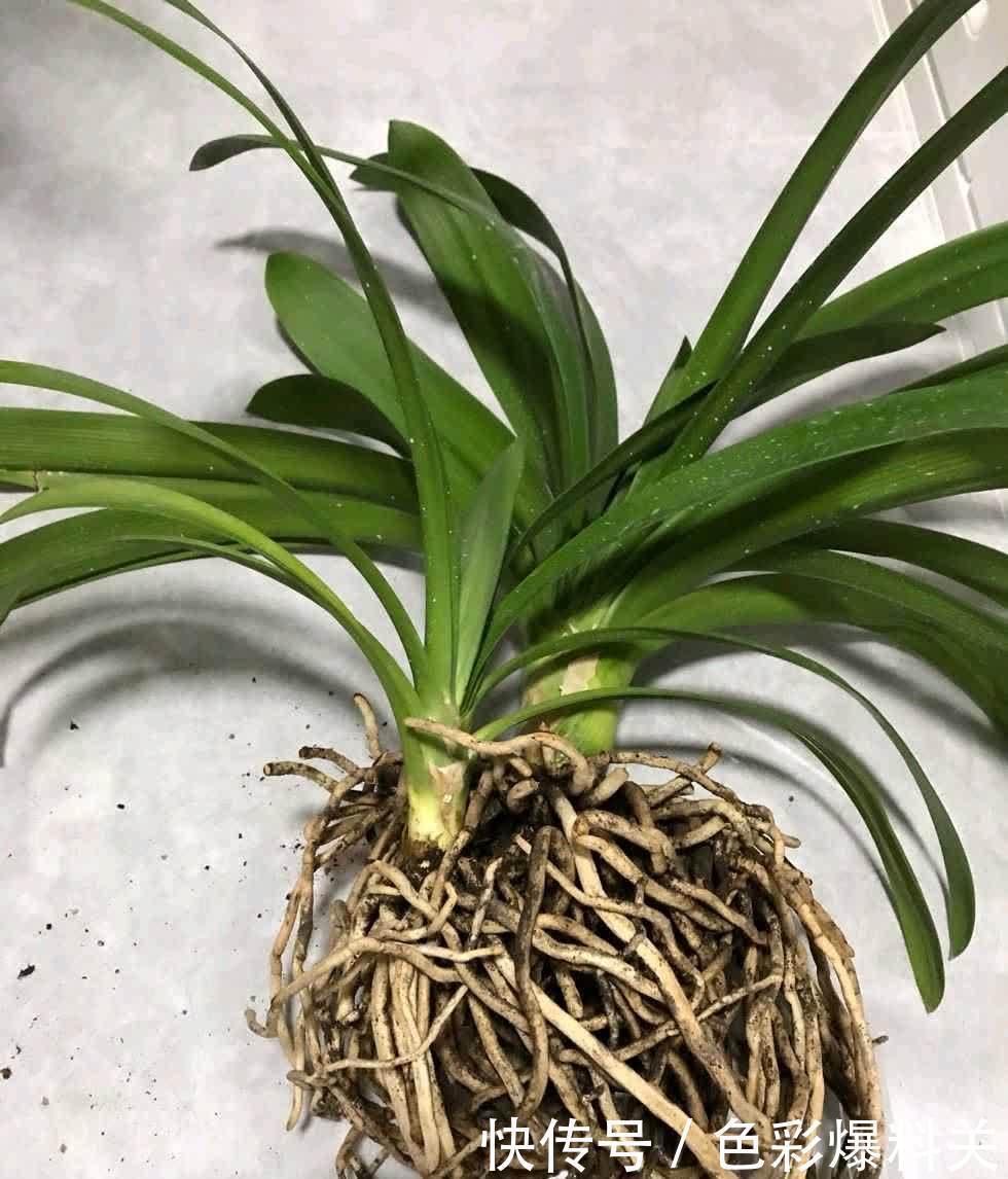 这样养“君子兰”,叶子更多更大更油绿,花朵红似火