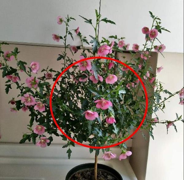 种花|8种花赶紧剃头,剃得越狠,开花越多