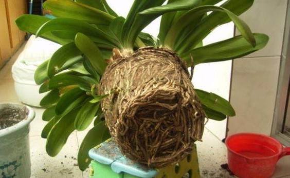 父亲|家里来人不小心打翻了父亲养了十几年的君子兰,家里人顿时傻眼了