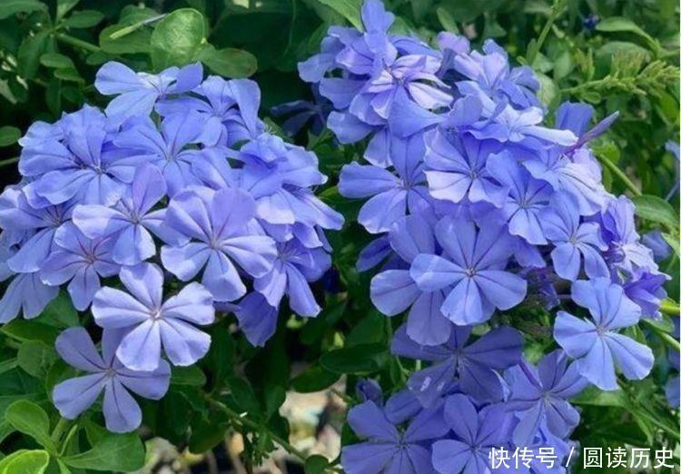 月季|适合阳台养护的花卉,新手也能养爆盆,全年开花不断,美观大气