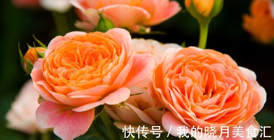 冬季仍然花开满园的果汁阳台,像阳光一样温暖,散发着淡淡的香气