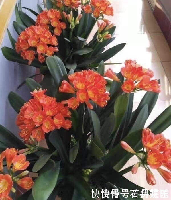 群生|养20年的君子兰,长得就像“大白菜”,一盆就能长8根花箭