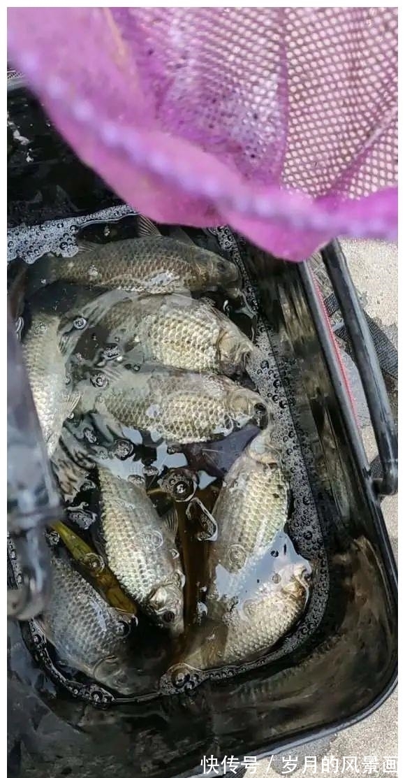 冬天钓鱼切忌死守,跟上鱼儿的节奏,全天都能上鱼