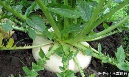 它常被误认成萝卜，我国盛产却没老外吃得多，做成泡菜清香脆甜！
