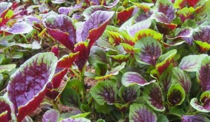 营养成分|吃红菜对我们的身体有什么益处,红菜中又有哪些营养成分有营养!