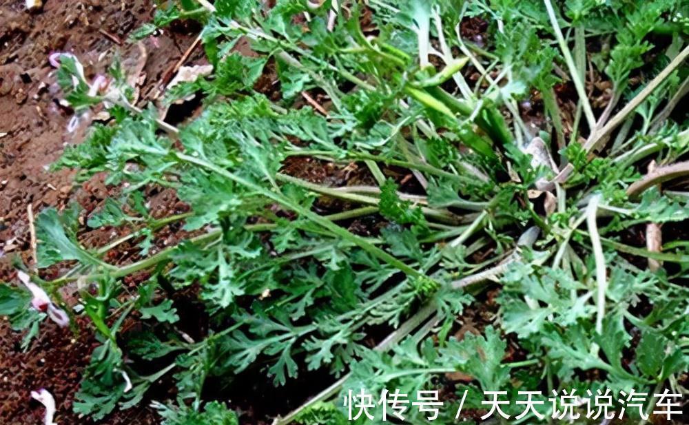 小鸡菜|这种野草叫“小鸡菜”,以前人们采它来喝鸡,却忽略它的药用价值