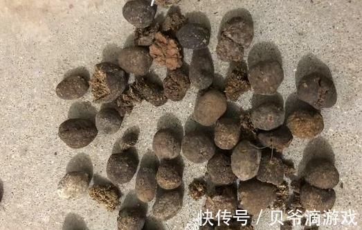 蟹爪兰长势差,不开花,2种促花肥扔盆里,轻松开花爆盆
