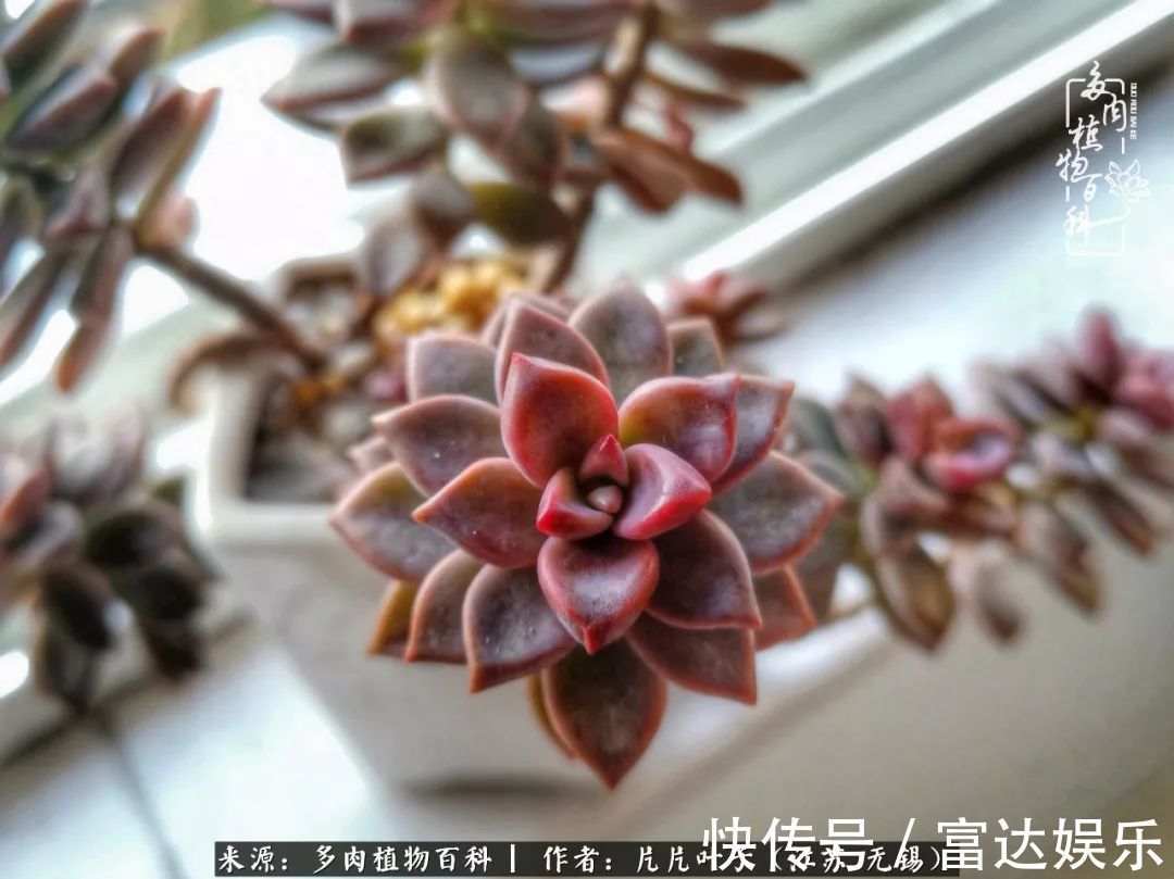 养肉路上,累并快乐着!时光不语,静待花开!