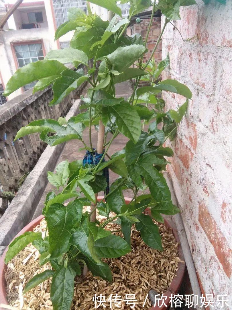 花花|大粗杆插土里，7天生根，当年结果压弯枝，不用买水果了！