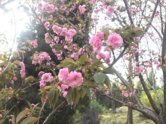 赏花地图已出，快快收藏！