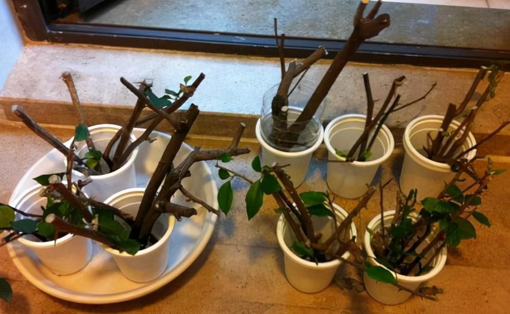 分享2个冬天扦插的小方法,10种花现在扦插正当时,生根快又壮