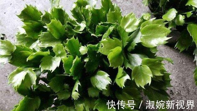 时间点|扦插蟹爪兰，掐准“时间点”，根系嗖嗖窜，养出“杠杠厚”好叶片