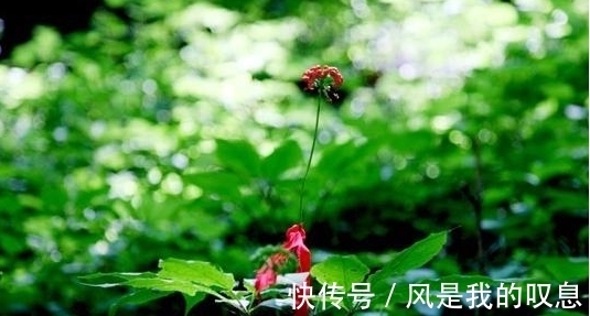 野山参|宽甸发现“人参王”,挖了两天才挖出来,专家很