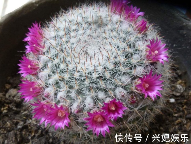 多肉玉翁如何养教你3个养护妙招，花开不断，花朵清新可爱！