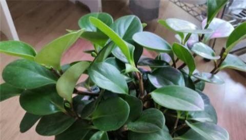 别养绿萝了,2种花超耐阴,采光不好也能长得好,叶子浓绿盆盆爆