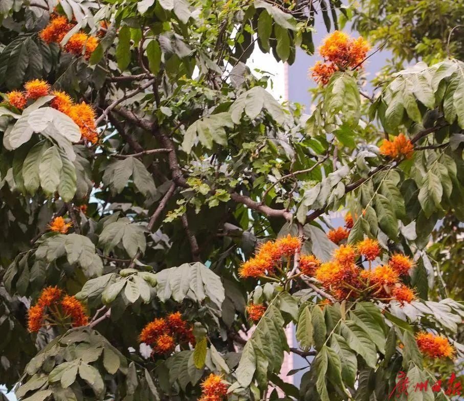 一年两开花，一花跨两年，广州无忧树寒冬腊月吐艳