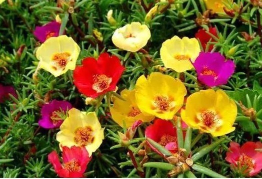 几种花用“小盆”养，花开花谢一茬一茬不断，天天享受花海