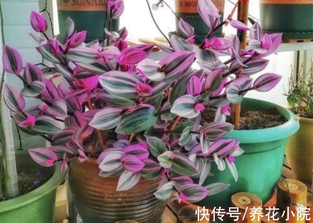 肾形草|3种花，好养又漂亮，叶子比花还美