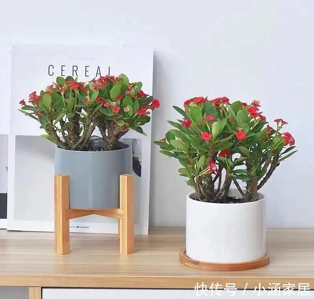 家里|家里养盆虎刺梅,一年四季都能开花,漂亮又好养,新手也能尝试!