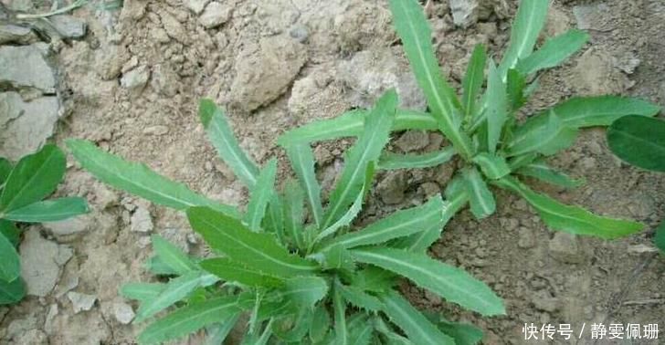 见到此野菜,一定要拔回家,好处不请自来,早看早知早受益