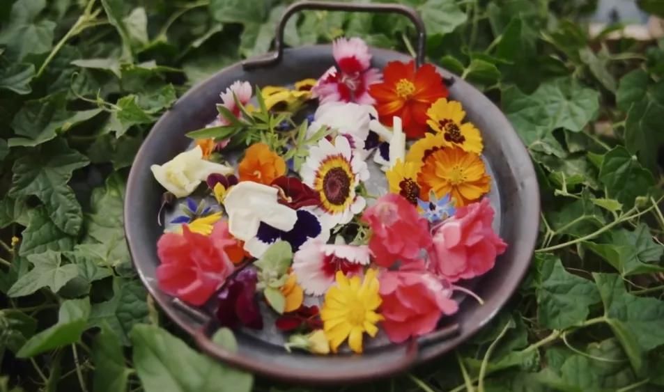 德国主妇将8㎡阳台打造成菜园，不花一分钱种够全家吃的菜