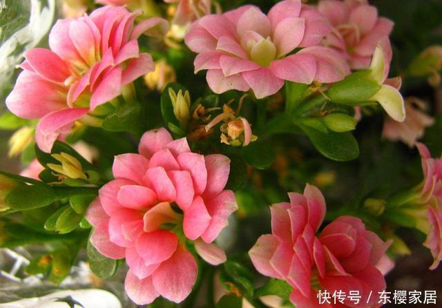 长寿花夏天有什么忌讳这3点不能做,秋天早开花、花量多