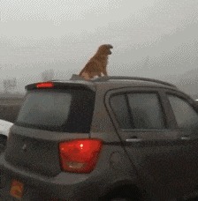 |搞笑GIF:千万别惹女司机,疯起来连自己车都砸!