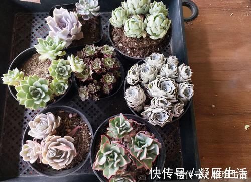 适应能力|多肉淋水后,哪些事情不该做,早知道才能避免“发烧”