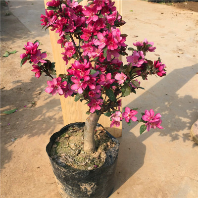 海棠花只长叶子不开花,找对原因很重要,花朵才能嗖嗖冒